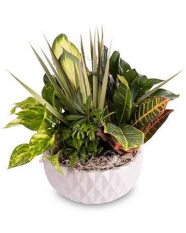 mexican hat plant succulent Mother of Thousands Plant 'Kalanchoe laetivirens' 4" Pot