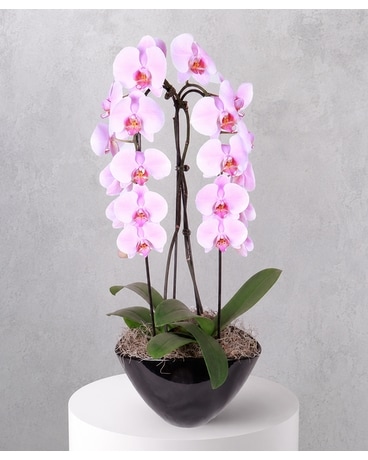 Shop by Flowers Delivery Grand Blanc MI - Grand Blanc Florist By Vogts