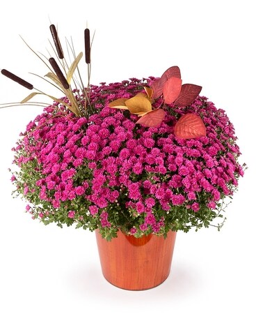 Hardy Mum Custom product