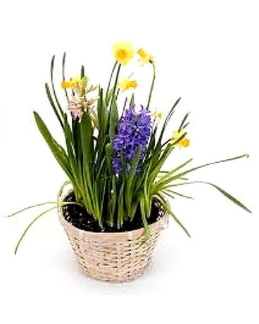 Bulb Garden (Watch Them Grow) Plant