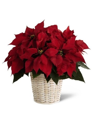 Poinsettia in Basket Plant