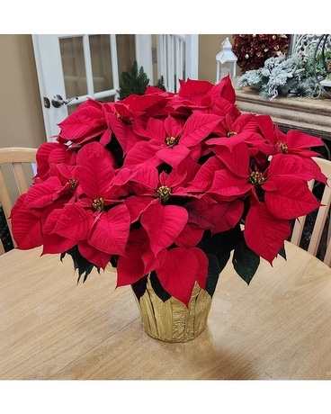 Poinsettia (8