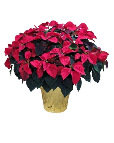 Grand Poinsettia Plant