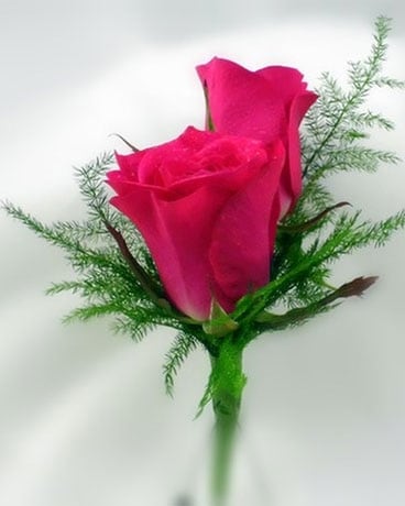 Pink Rose Boutonniere Boutonniere