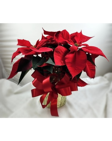 Red Poinsetta Plant