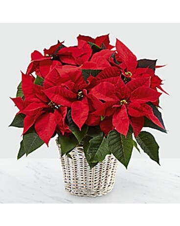 Poinsettia Large Plant