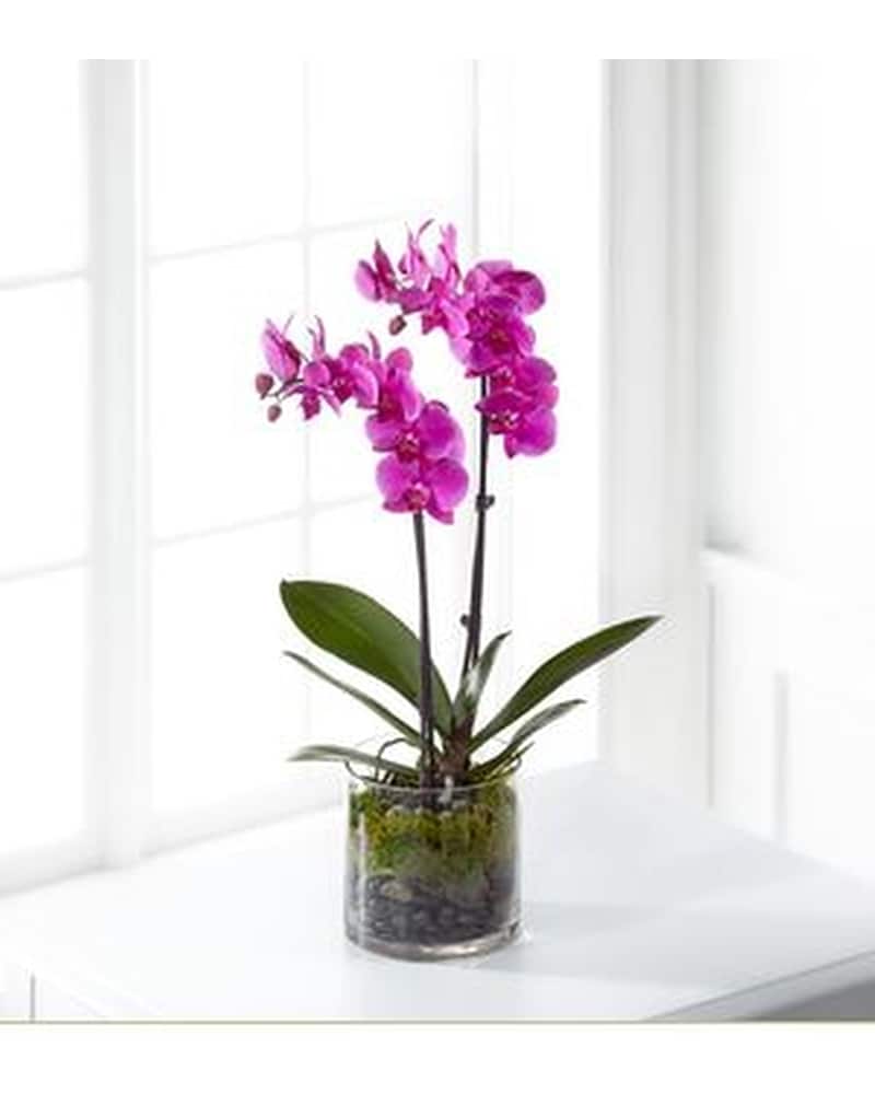 Orchid Plant (Assorted Colors) in Rochester MN - Renning's Florist