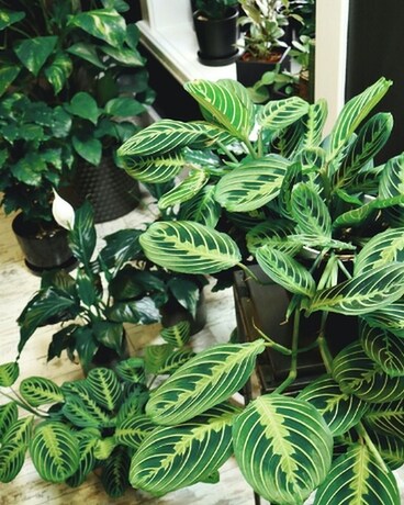 Designer's Choice Plant Flower Arrangement