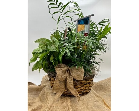 European Garden Dish Garden Plant