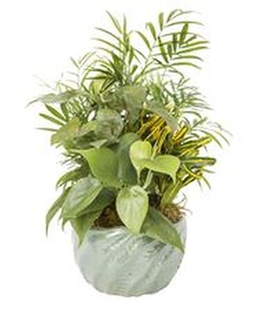 Dish Garden in Ceramic container Plant