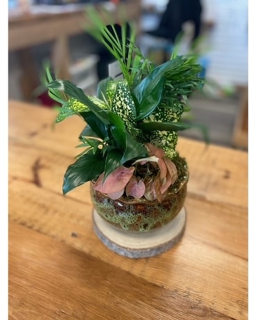 small dish garden Dish Garden Plant