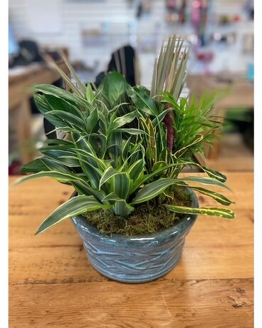 Large Dish Garden Plant