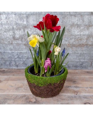 THE BULB GARDEN - SPRING INDOORS #1 SELLER Dish Garden Plant