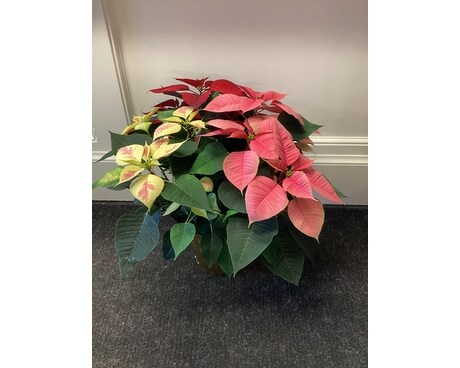 Tricolor poinsettia Plant