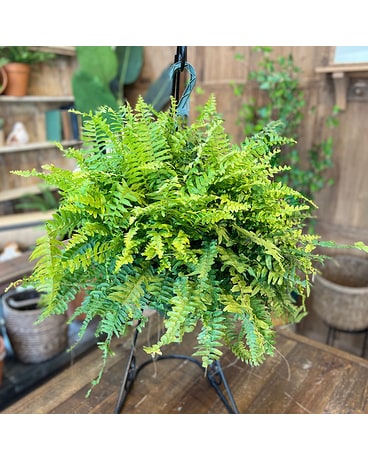 Boston Fern Hanging Basket Plant