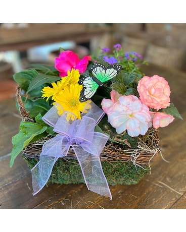 Green Thumb Garden Basket Plant