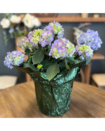 Blue Hydrangea - Bloom Struck Plant