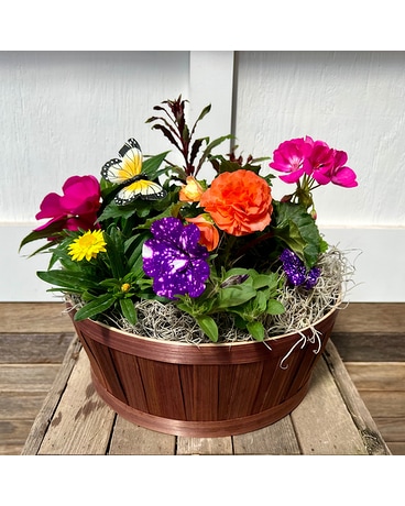 Sunny Annual Garden Plant