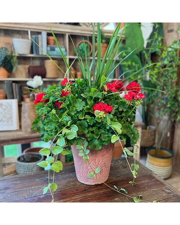 Red Geranium Pot Plant