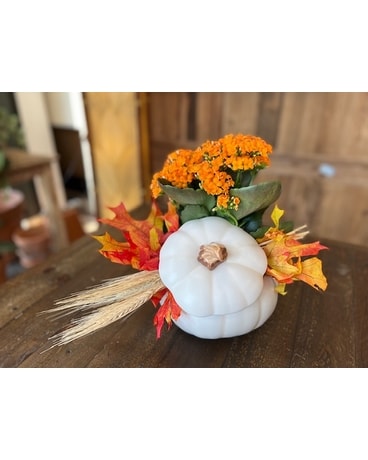 Fall White Pumpkin Plant