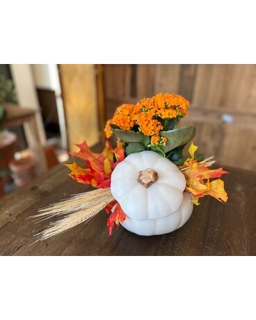 Fall White Pumpkin Plant