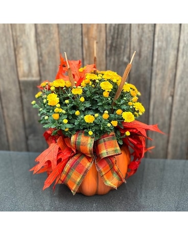 Harvest Mum Plant