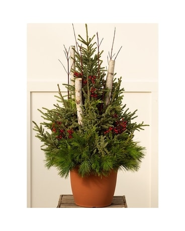 1600 Spruce Top Pot with Birch and Lights Custom product