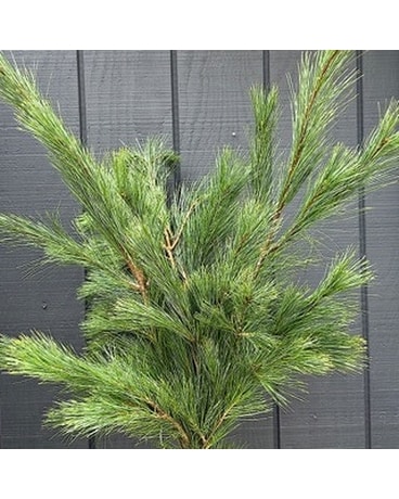 White Pine Custom product