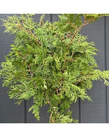 Cedar Custom product