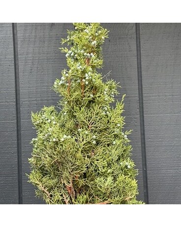 Blue Berried Juniper Custom product