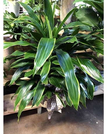 Lemon & Lime Dracaena - 10 inch Plant