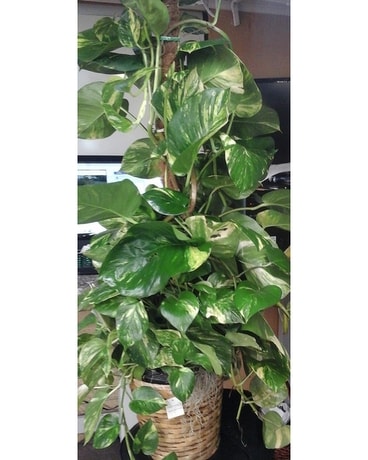 Pothos on a Pole Plant