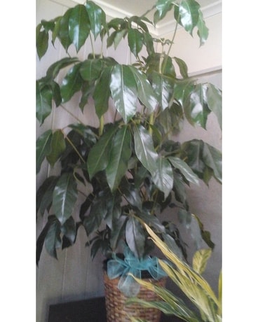 Schefflera Umbrella Plant Plant