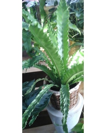 Bird's Nest Fern Plant