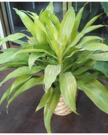 Dracaena Limelight Plant