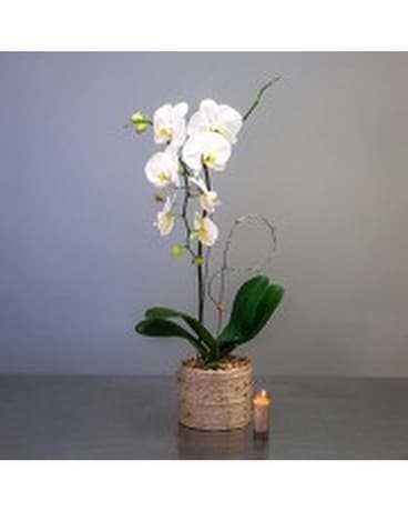 A Single Perfect Orchid Flower Arrangement