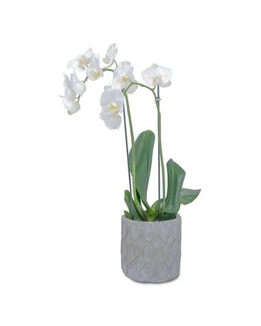 White Elegance Orchid Flower Arrangement