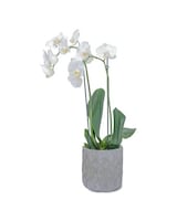 Classic size, 25 inches height and 10 inches wide.