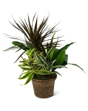 Mixed Plant Basket Flower Arrangement