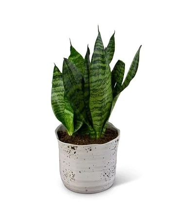 Snake Plant Flower Arrangement