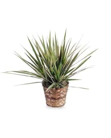 Dracaena Marginata Plant Flower Arrangement