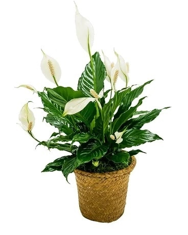 Peace Lily Basket - Small Flower Arrangement