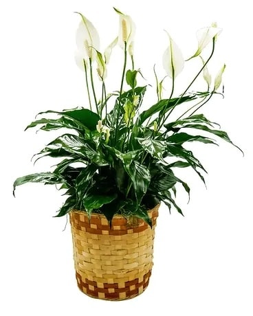Peace Lily Basket - Medium Flower Arrangement