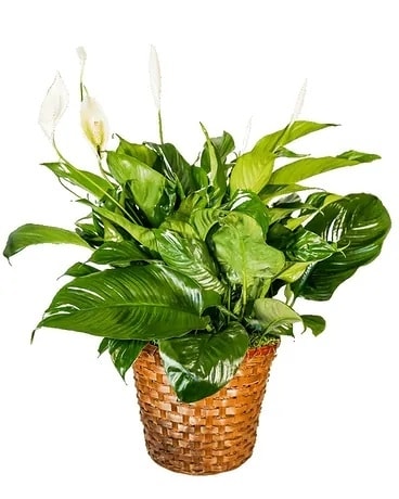 Peace Lily Basket - Large Flower Arrangement
