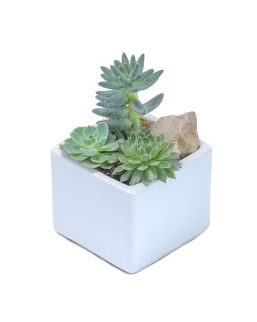 Mini Stunning Succulent Flower Arrangement