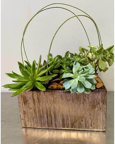 Stunning Succulent Garden in St. Louis MO - Stems Florist & St. Louis Flower  Delivery