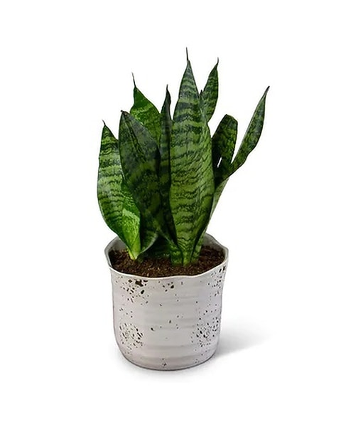 bowstring hemp snake plant African Spear Plant 'Sansevieria cylindrica'