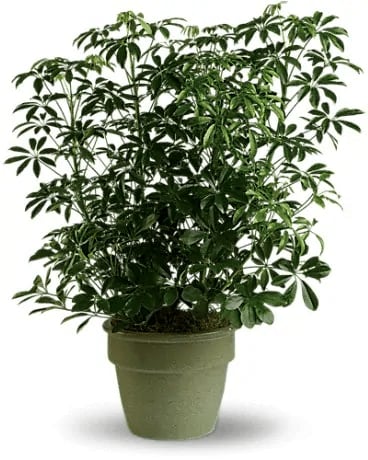 Arboricola Plant