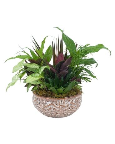 Small  Dish Garden Flower Arrangement