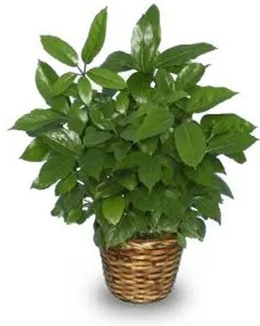 Schefflera Flower Arrangement